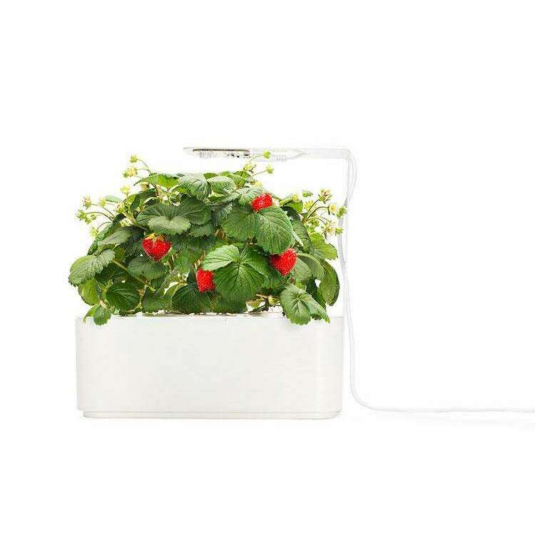 Click&Grow Refill- Wild Strawberry Smart Garden Click&Grow Refill- Wild Strawberry Click&Grow Refill- Wild Strawberry Click & Grow