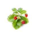 The German Outlet, Click & Grow, Click&Grow Refill- Wild Strawberry