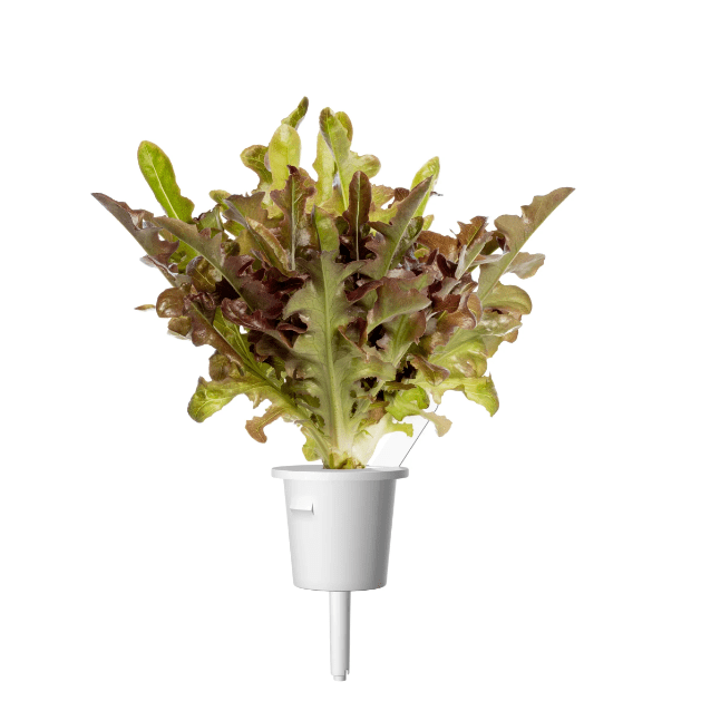 Click&Grow Refill - Red Edible Herbs Smart Garden Click&Grow Refill - Red Edible Herbs Click&Grow Refill - Red Edible Herbs Click & Grow